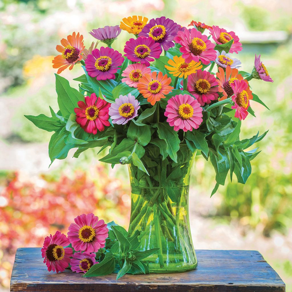 Zinnia elegans Forecast Mix (zaad) - Zahara-bloem