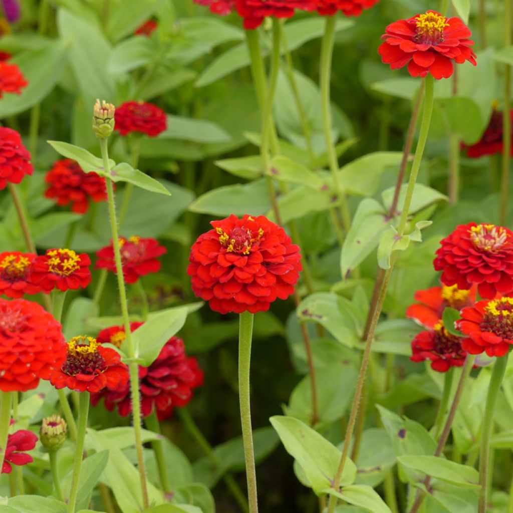 Zinnia elegans Lilliput Scarlet Gem (zaad) - Zahara-bloem