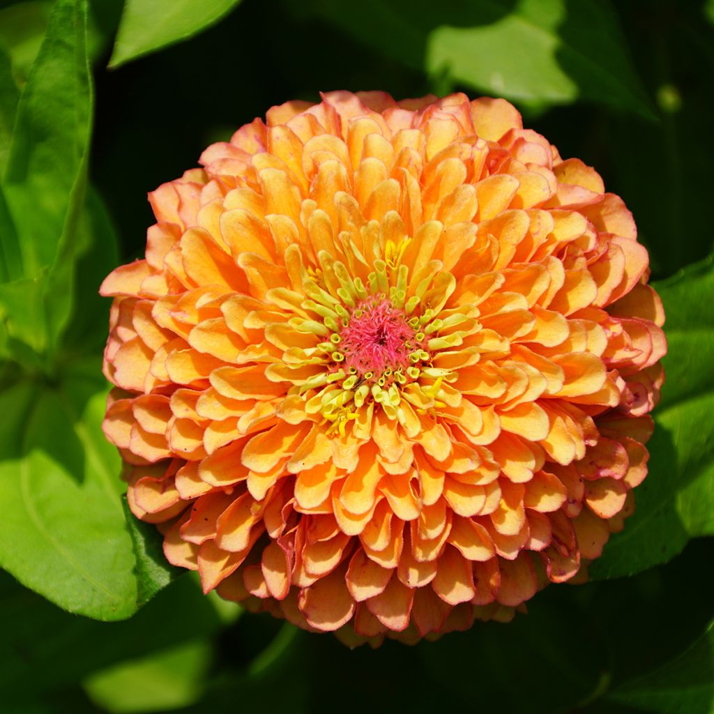 Zinnia elegans Queeny Lime Oranje (zaad) - Zahara-bloem