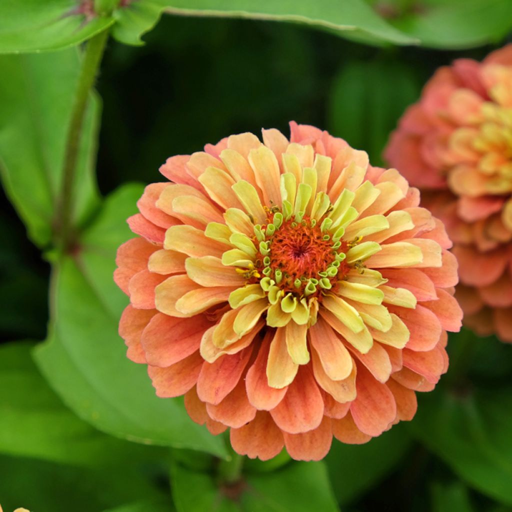 Zinnia elegans Queeny Lime Oranje (zaad) - Zahara-bloem