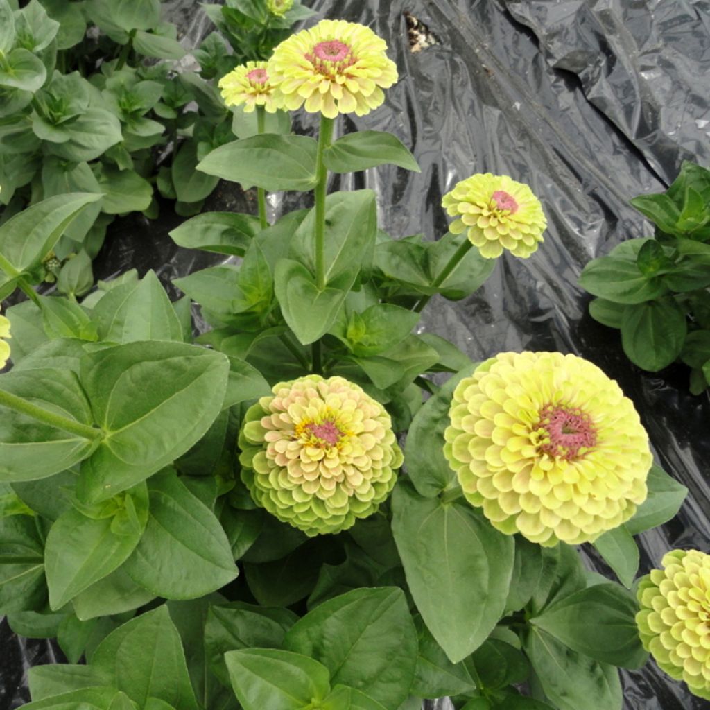 Zinnia elegans Queen Lime with Blotch (zaad) - Zahara-bloem