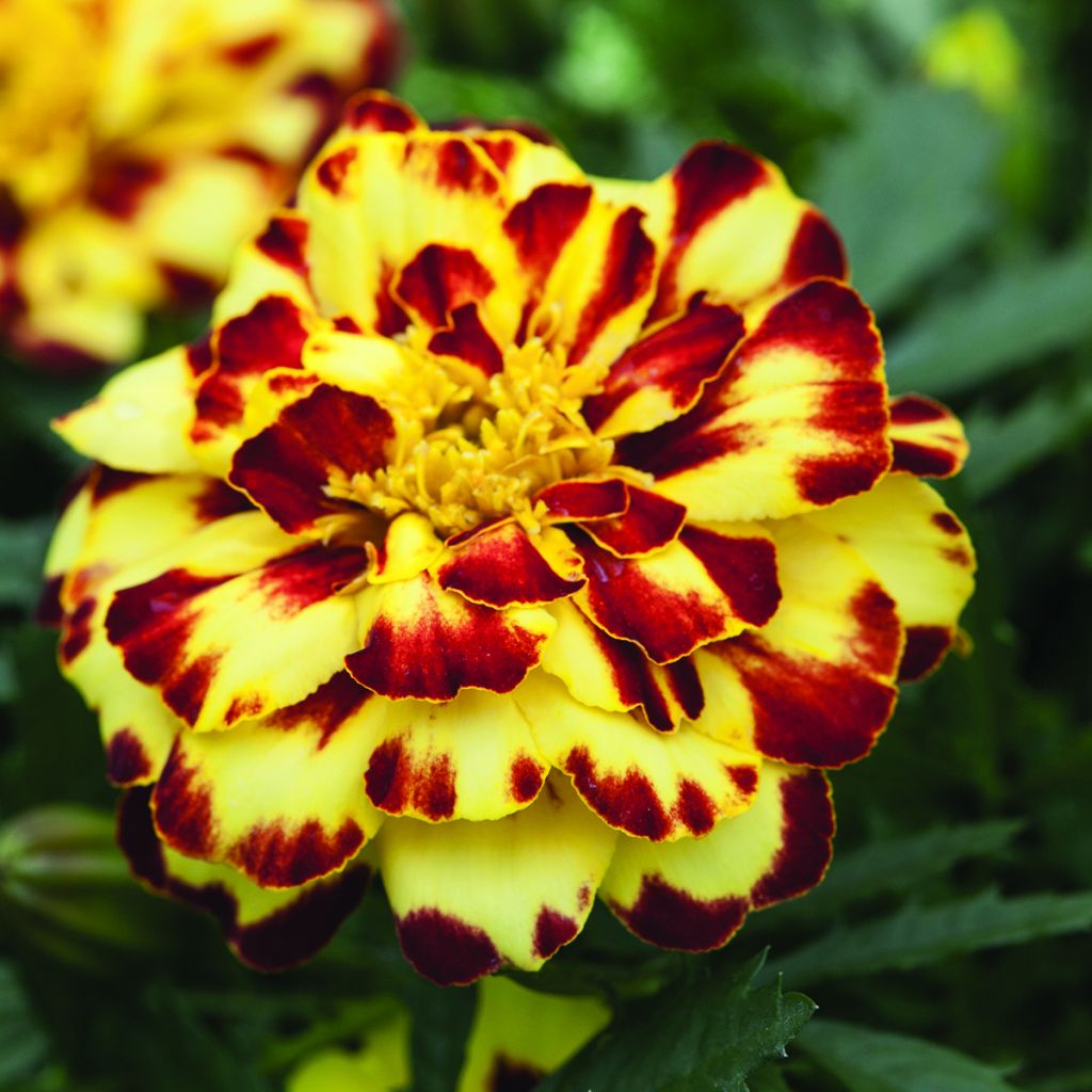 Klein afrikaantje Alumia Crème Brulee (zaad) - Tagetes patula