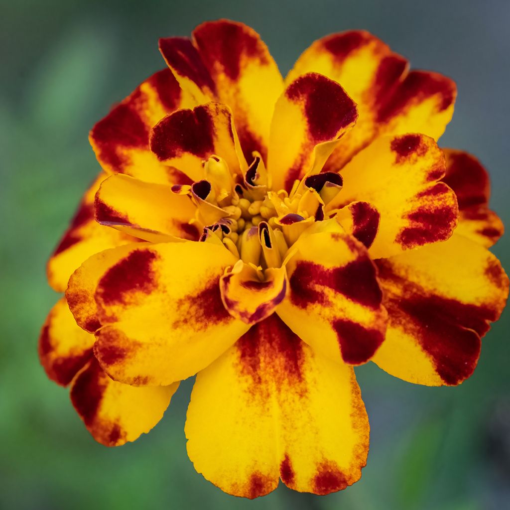 Klein afrikaantje Alumia Crème Brulee (zaad) - Tagetes patula