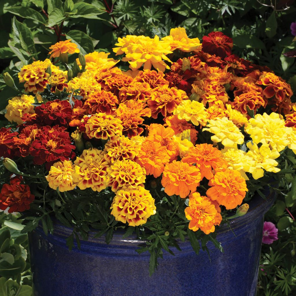 Klein afrikaantje Alumia Mix (zaad) - Tagetes patula