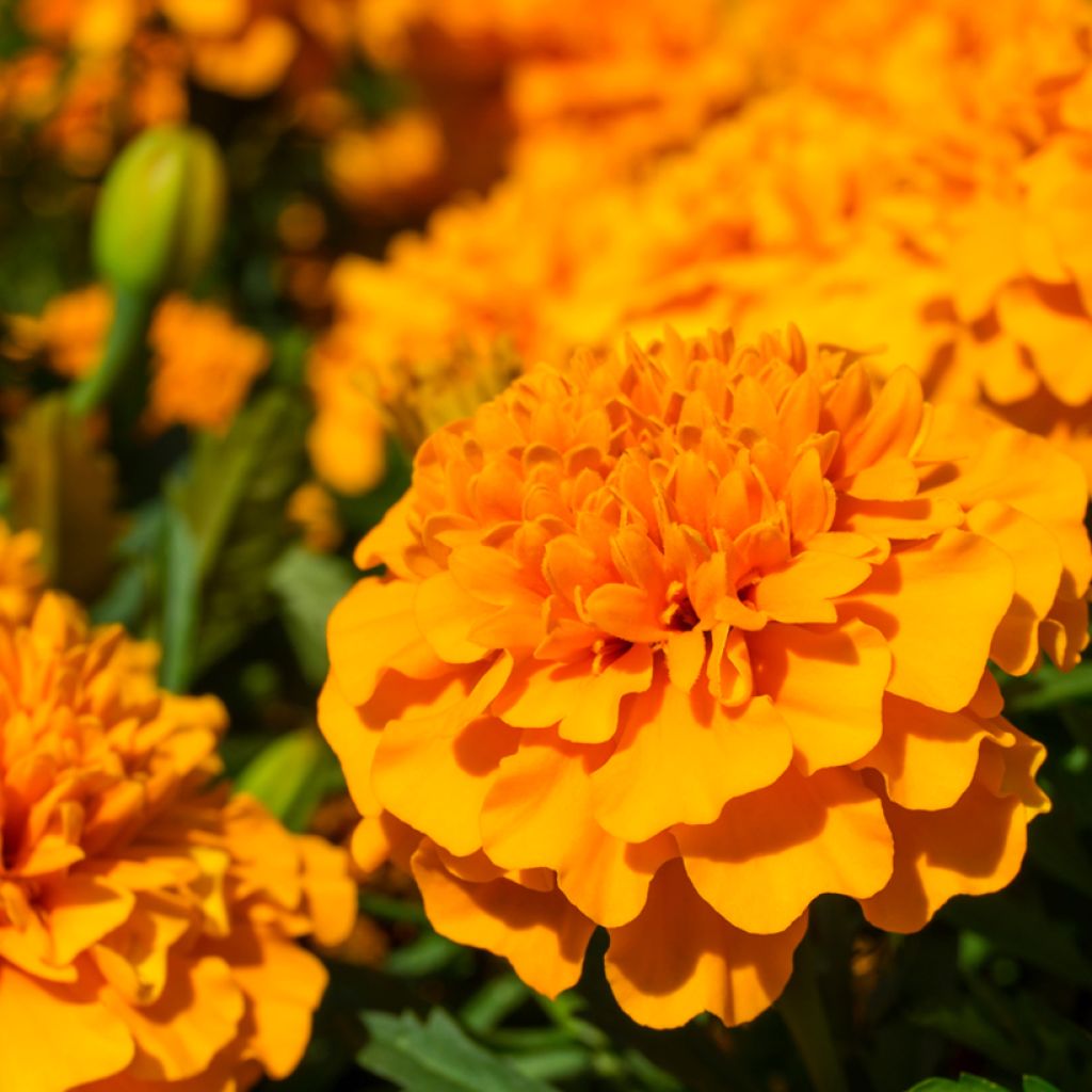 Klein afrikaantje Petite Orange (zaad) - Tagetes patula