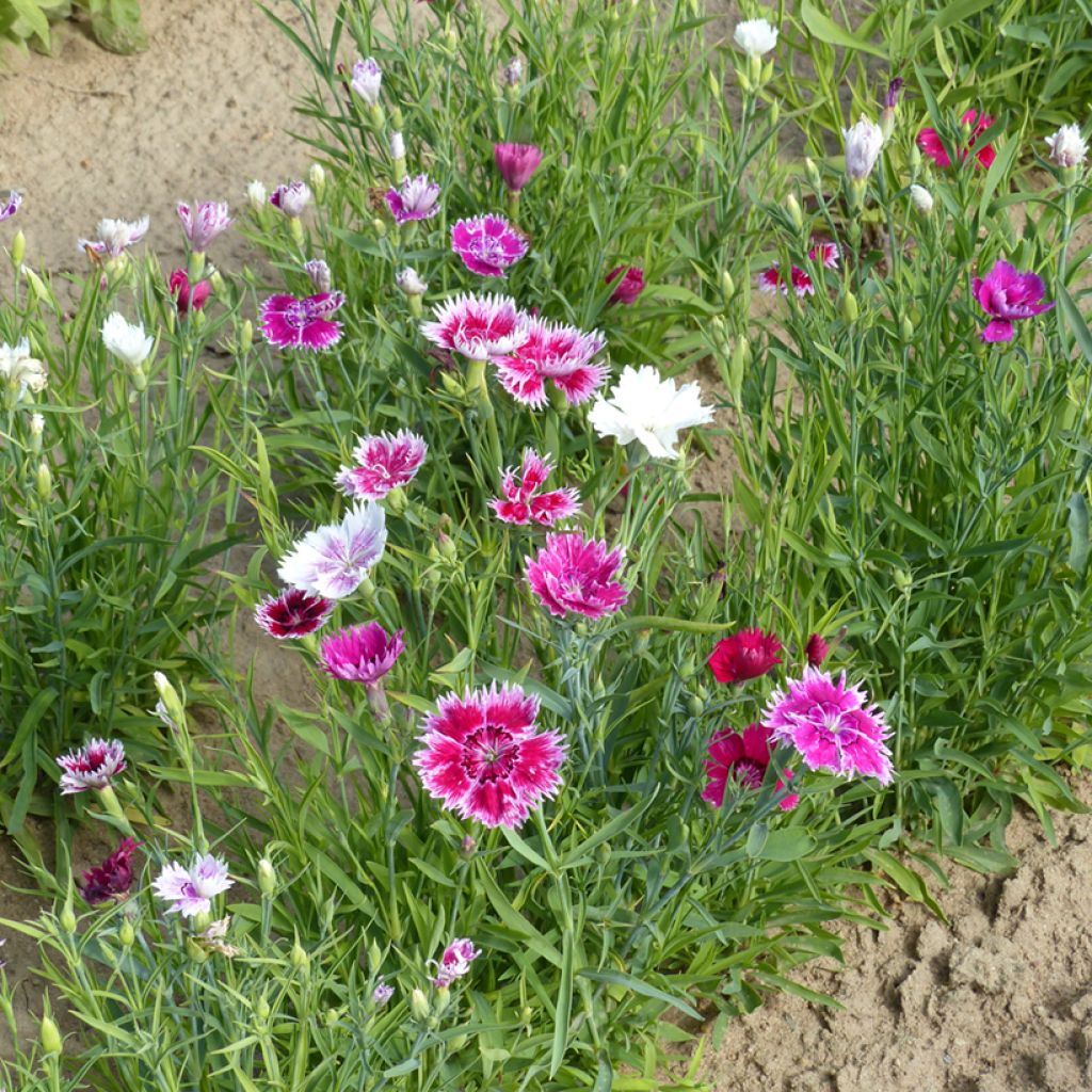 Chinese anjer Gaiety Single Mix (zaad) - Dianthus chinensis var. heddewigii