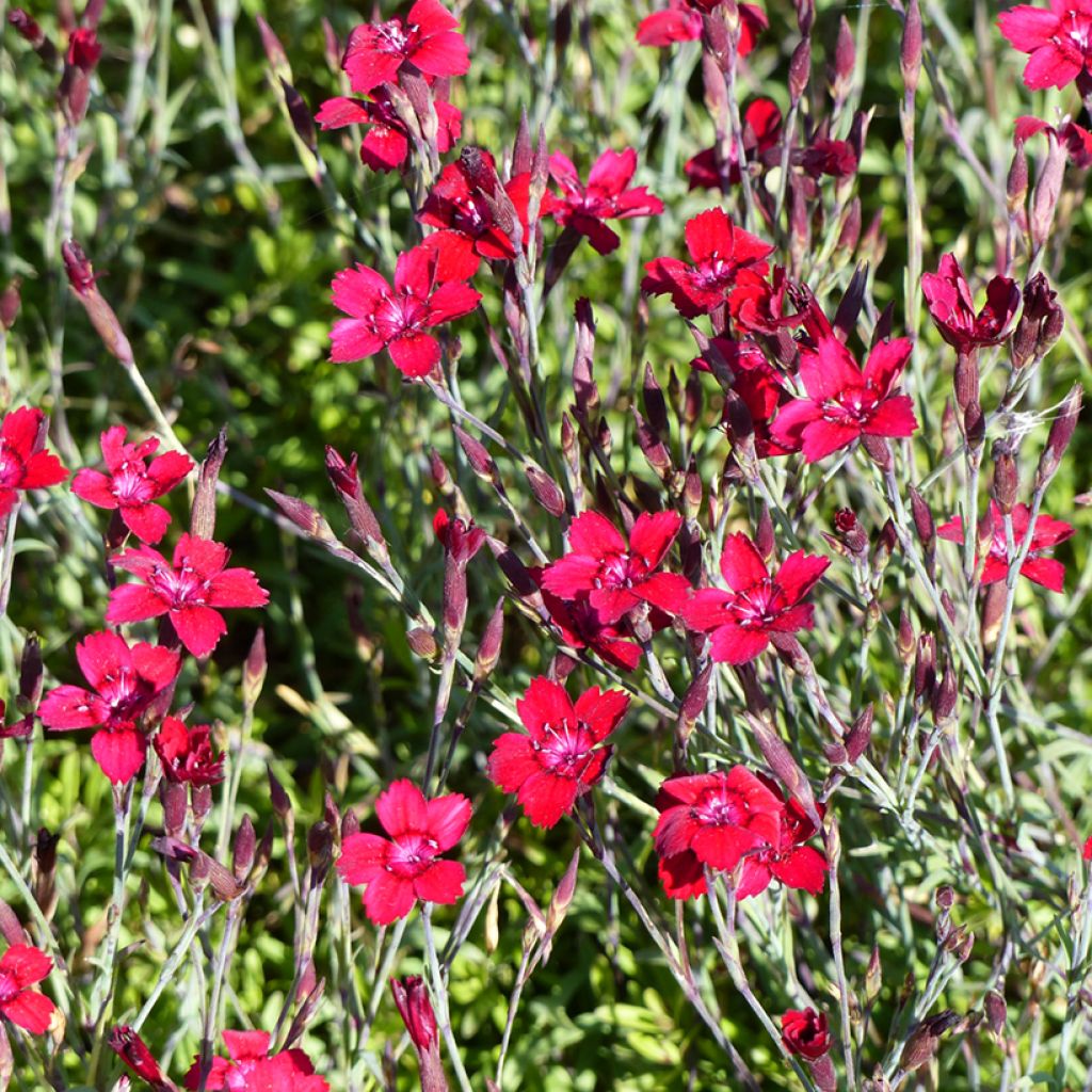 Dianthus deltoides Fanal (zaad) - Steenanjer