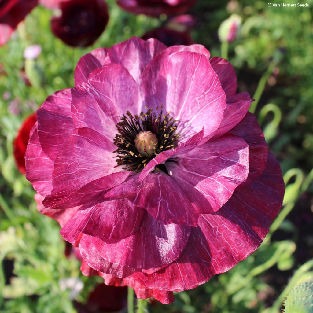 Papaver rhoeas Pandora (zaad) - Grote klaproos