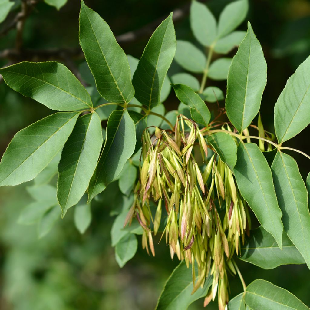 Fraxinus ornus (zaad) - Pluim-es