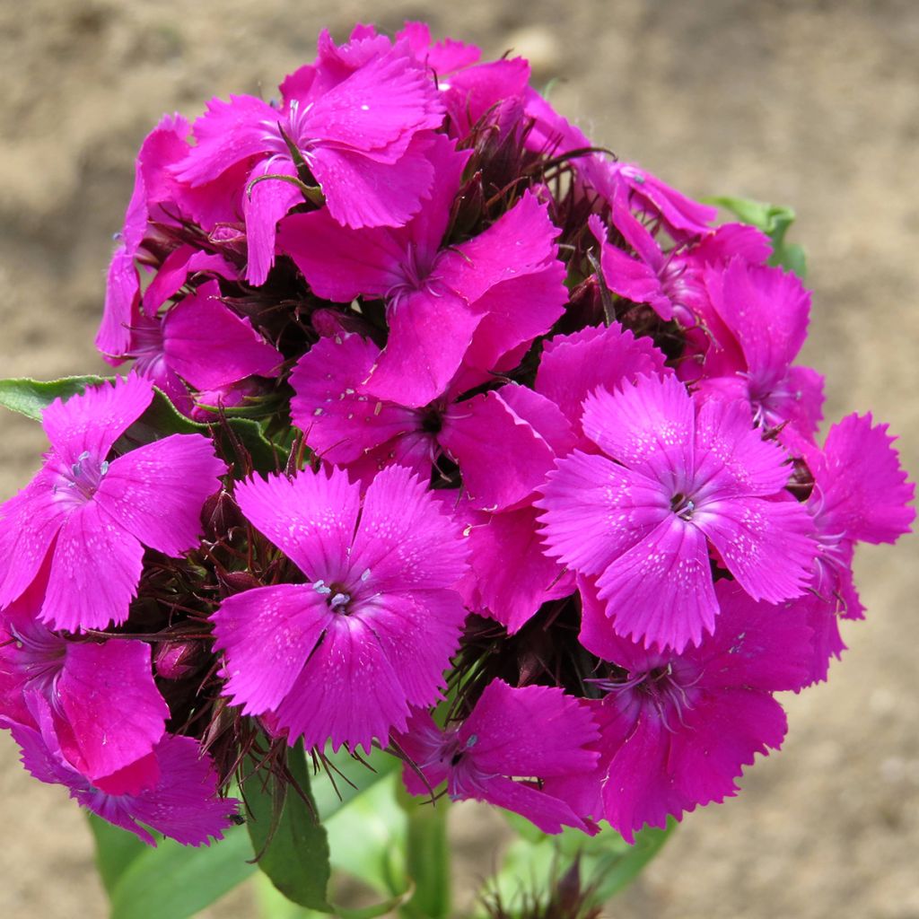 Duizendschoon Etournelle Lilac (zaad) - Dianthus barbatus