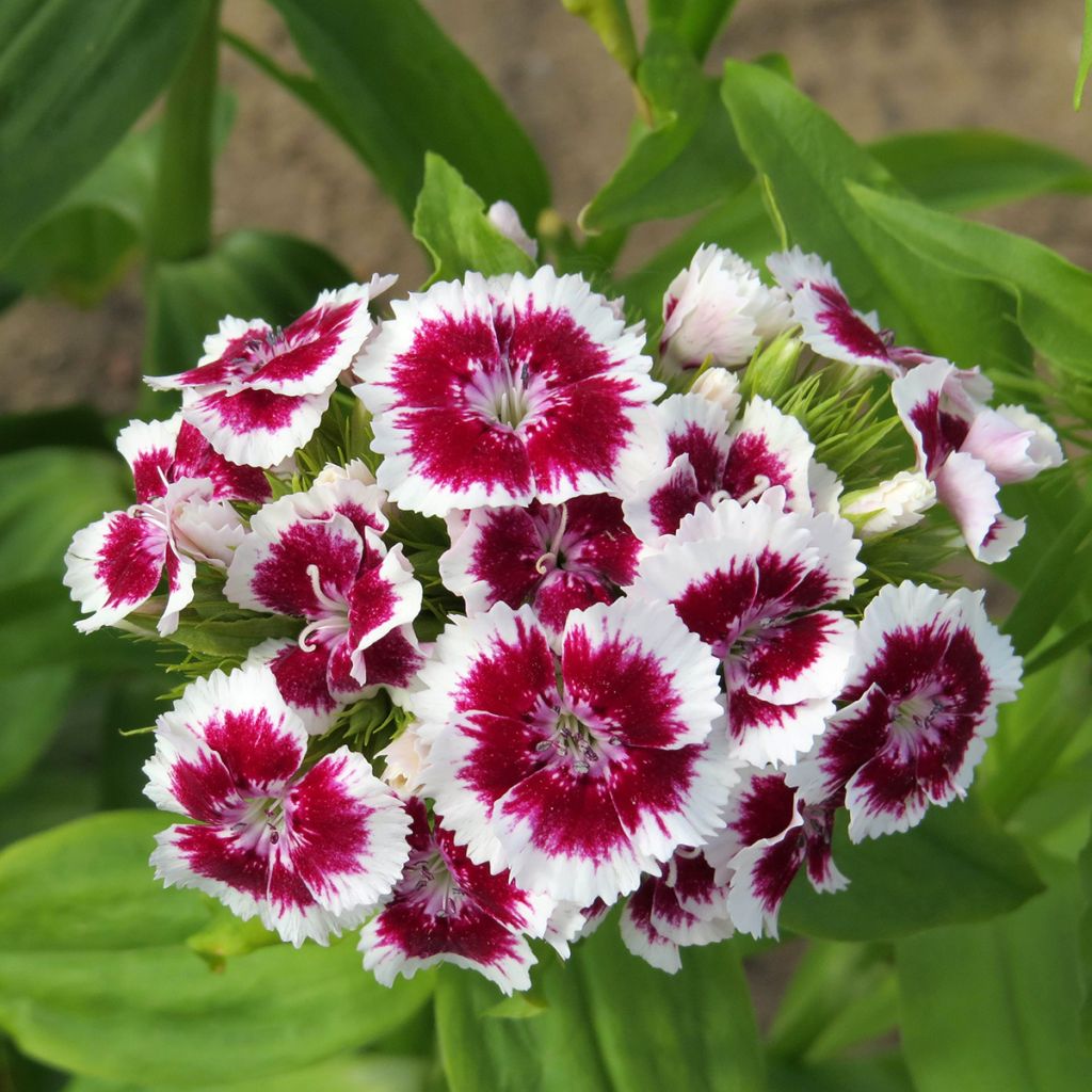 Duizendschoon Etournelle White with Eye (zaad) - Dianthus barbatus