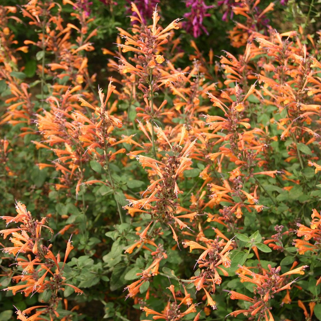 Agastache aurantiaca Apricot Sprite (zaad) - Dropplant