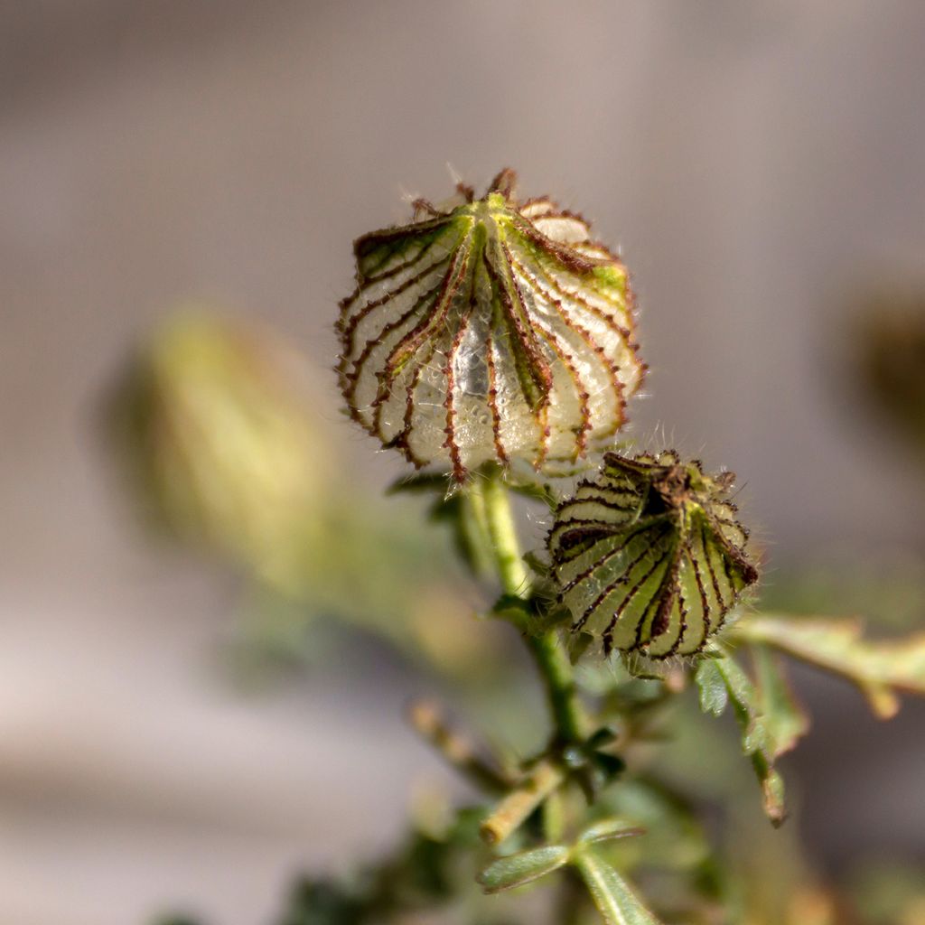 Hibiscus trionum (zaad) - Drie-urenbloem