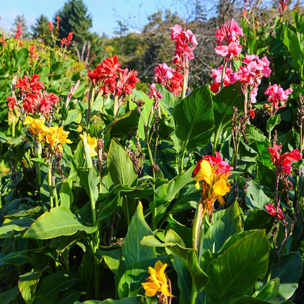 Canna indica T&M Hybrids (zaad) - Indisch bloemriet