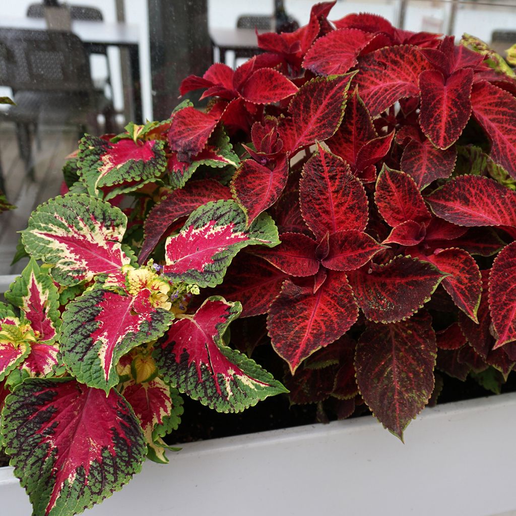 Coleus Kong Mix (zaad) - Siernetel