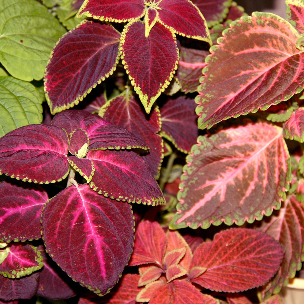 Coleus Kong Mix (zaad) - Siernetel