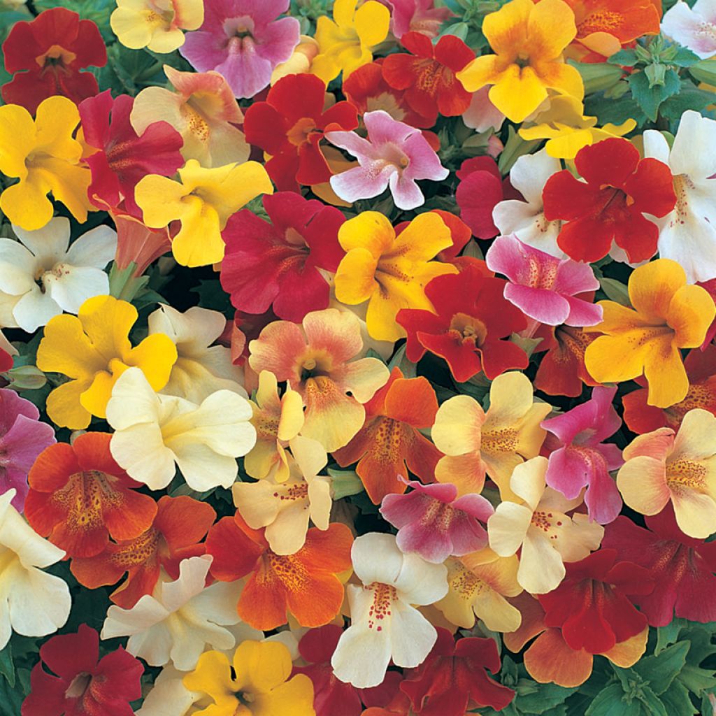 Mimulus Mystic Mixed F1 Hybrid (zaad) - Maskerbloem