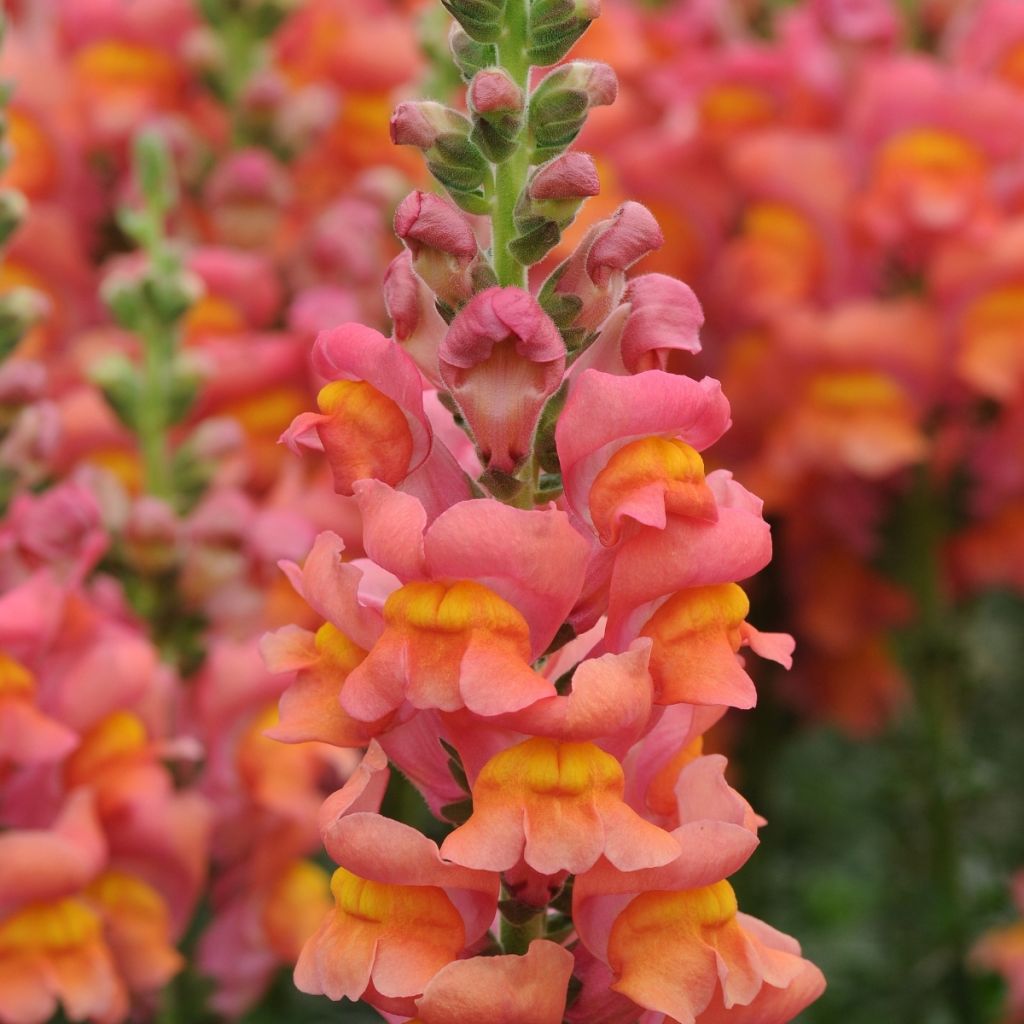 Antirrhinum majus Potomac Orange F1 - Leeuwenbek