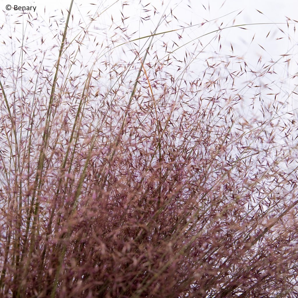 Muhlenbergia reverchonii Rosy (zaad) - Prairiegas
