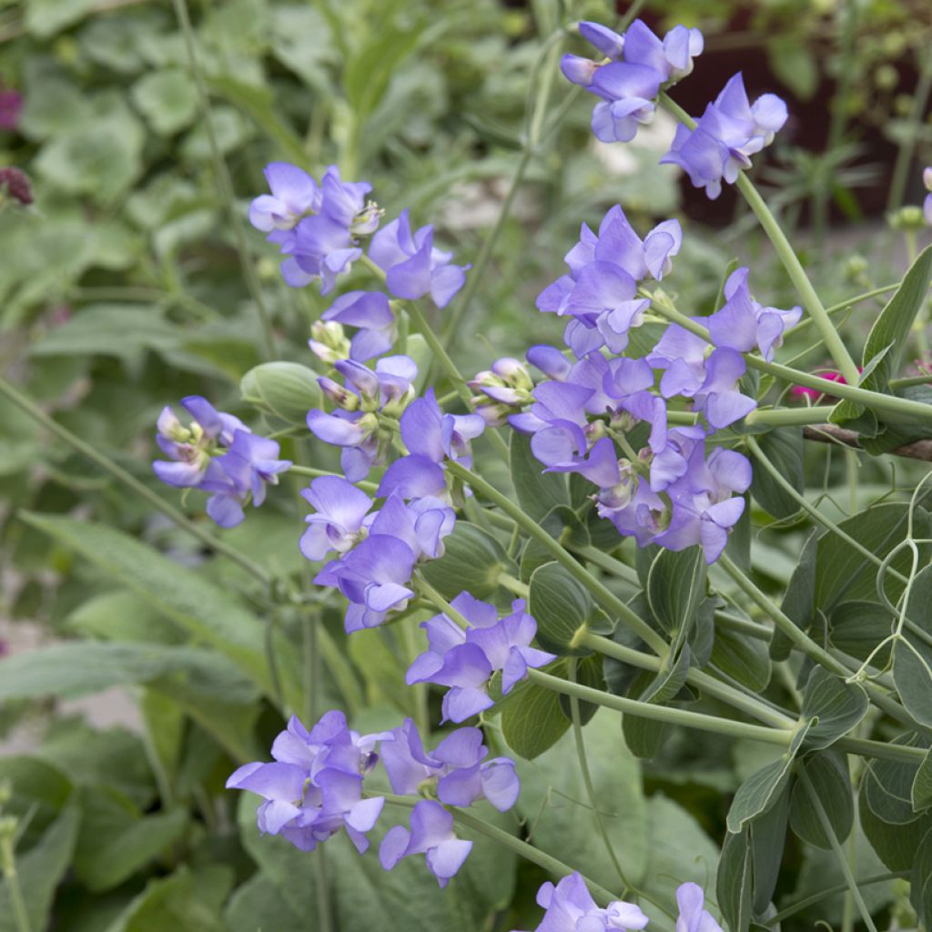 Lathyrus nervosus Lord Anson's Pea (zaad) - Siererwt