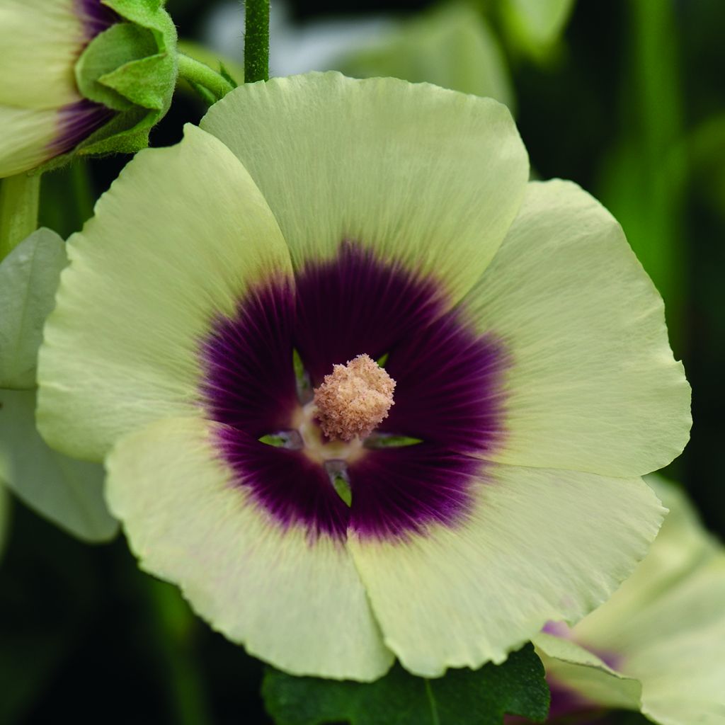 Alcea rosea Halo Cream (zaad) - Stokroos