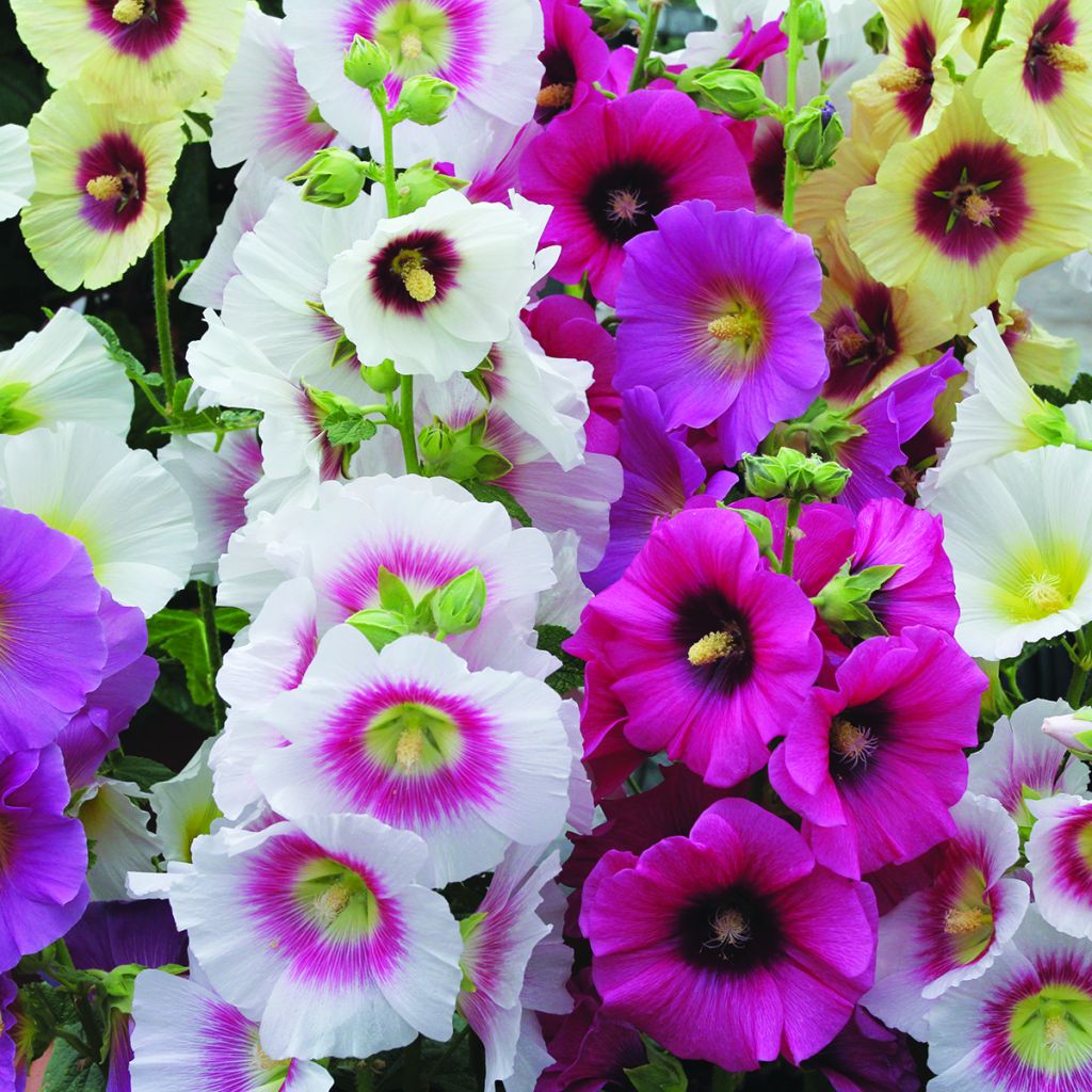 Alcea rosea Halo Mixed (zaad) - Stokroos
