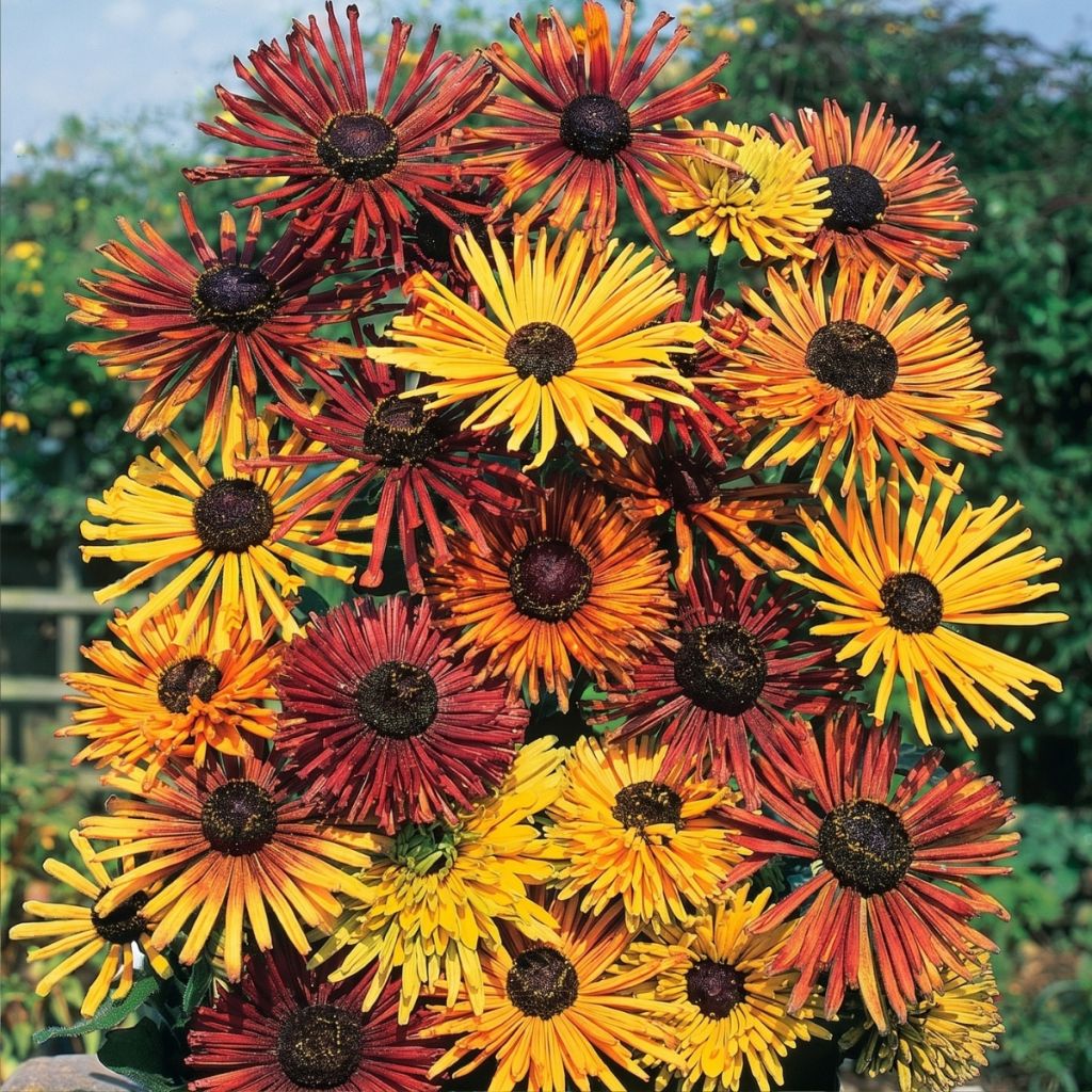 Rudbeckia hirta Chim Chiminee (zaad) - Zonnehoed