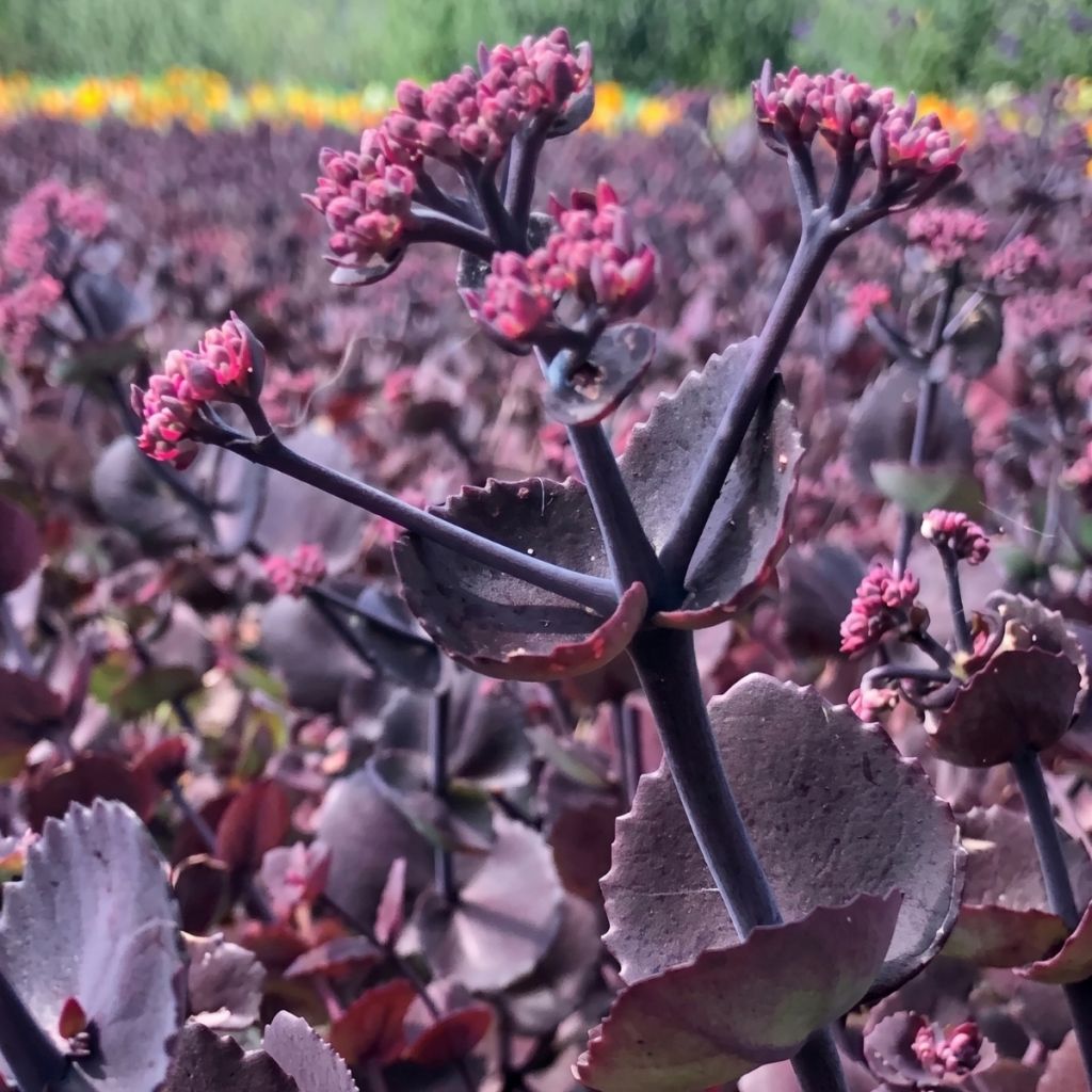 Sedum ussuriense Turkish Delight (zaad) - Hemelsleutel