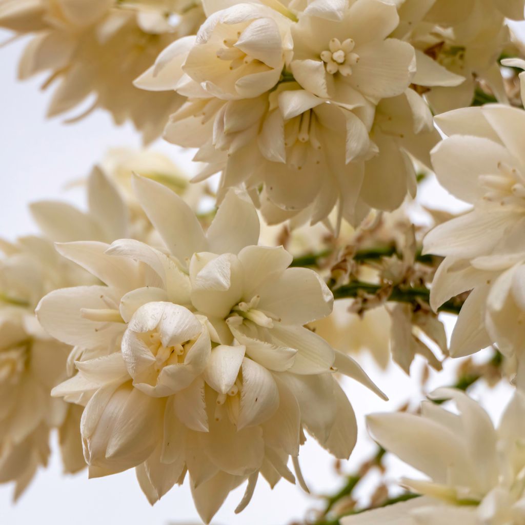 Yucca rostrata (zaad) - Palmlelie