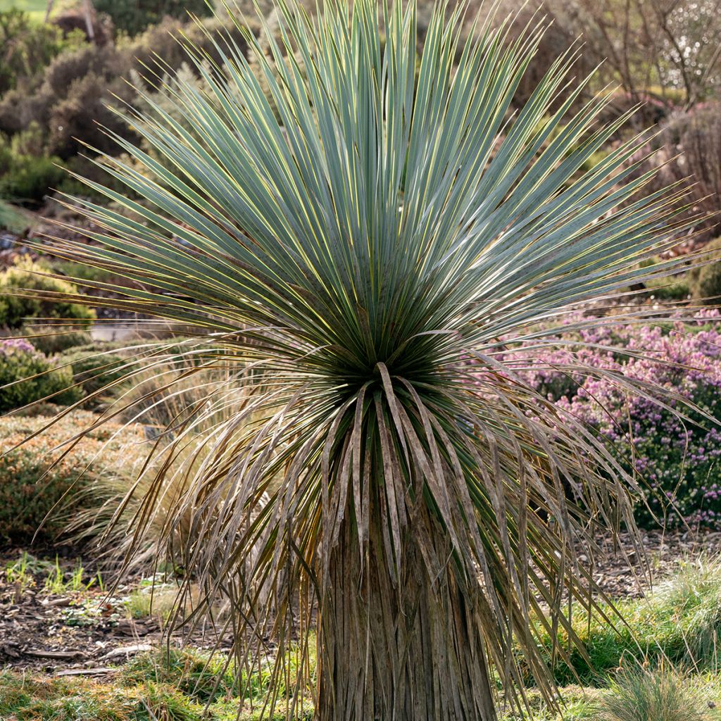 Yucca rostrata (zaad) - Palmlelie