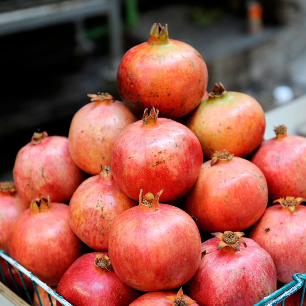 Acco - Granaatappel Punica granatum