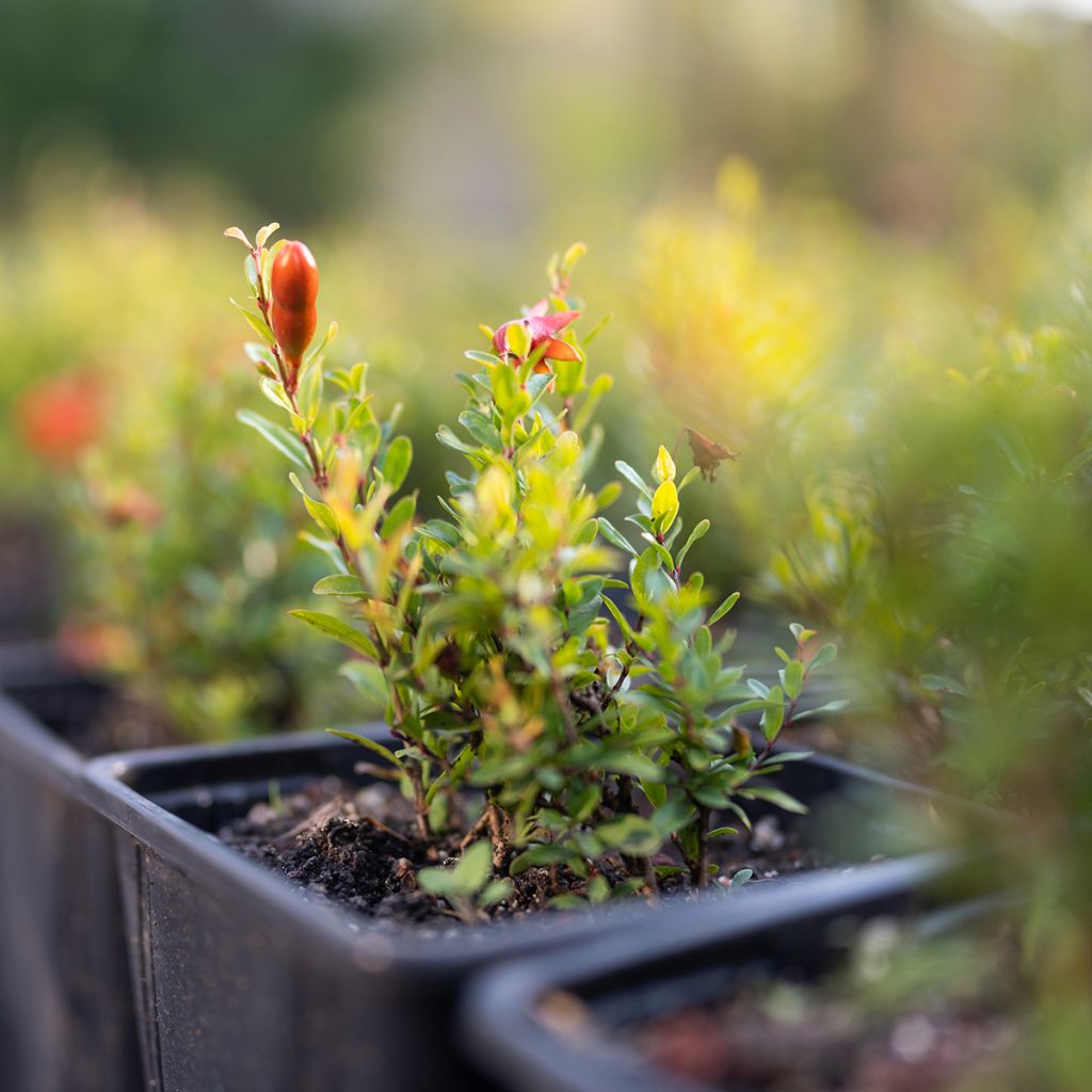 Dwerggranaatappel Chico - Punica granatum