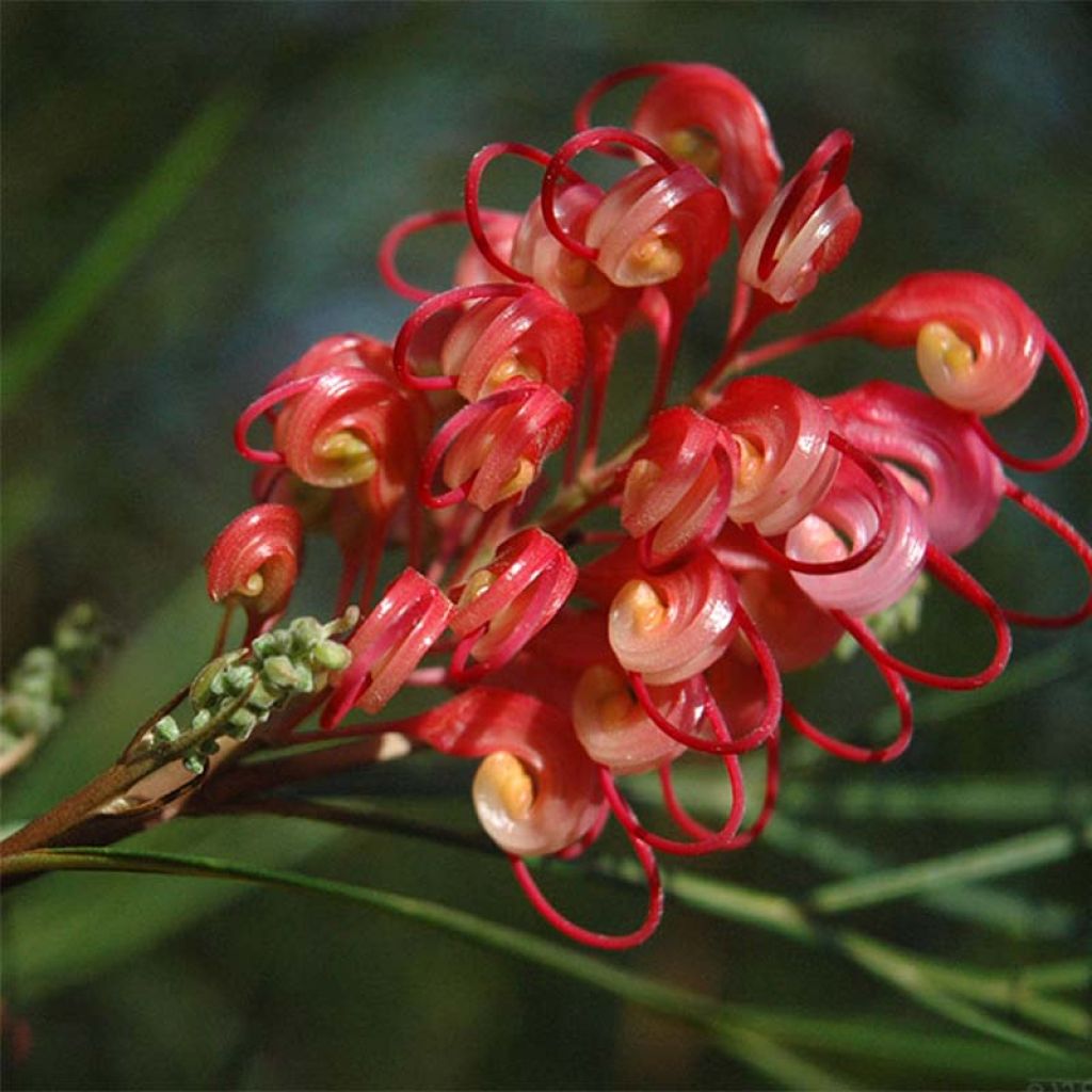 Grevillea johnsonii - Australische zilvereik
