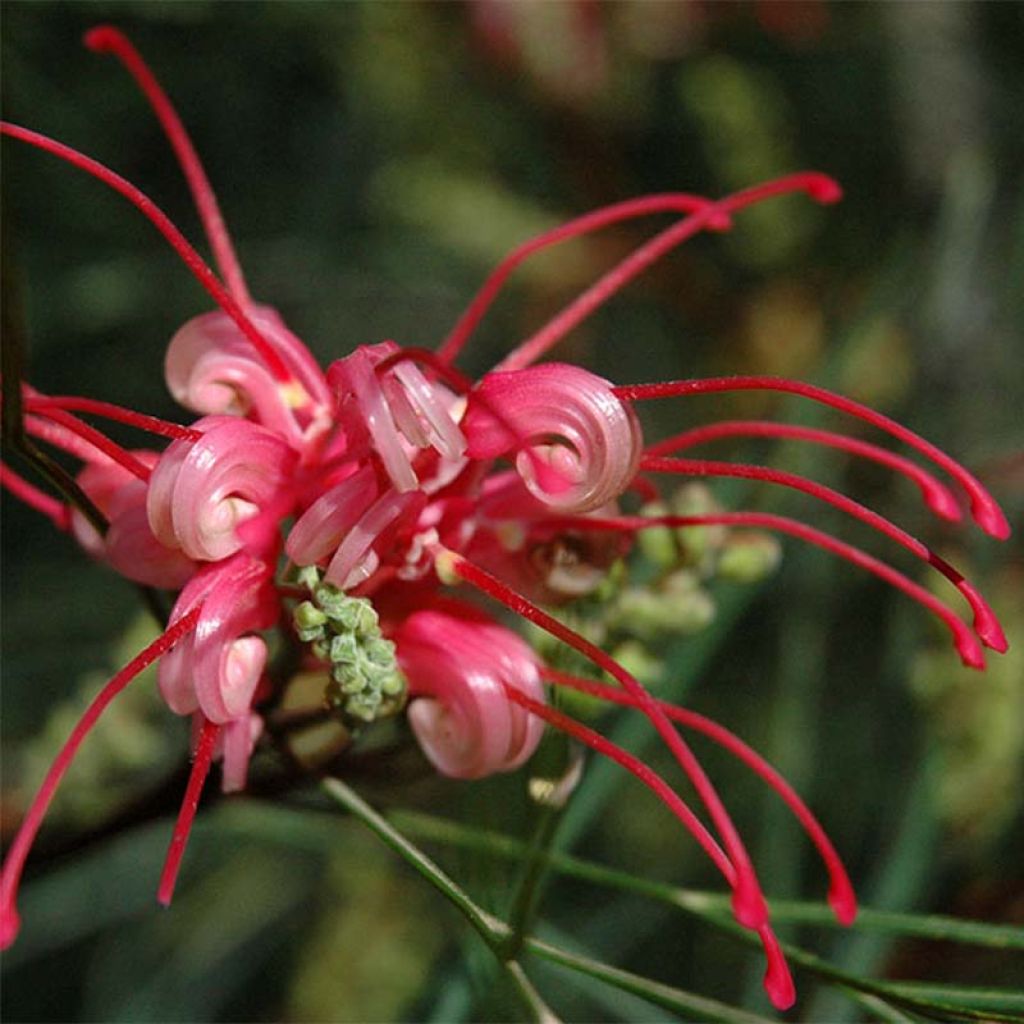 Grevillea johnsonii - Australische zilvereik