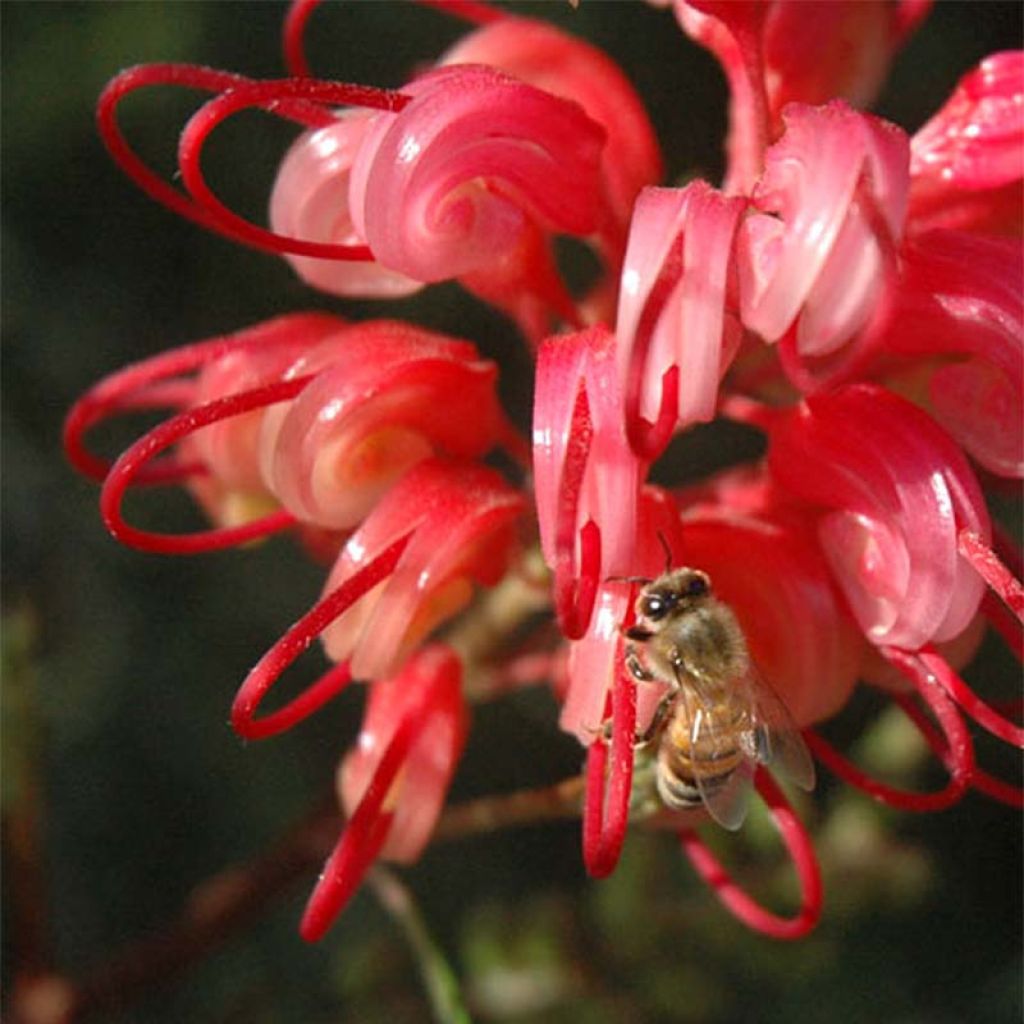 Grevillea johnsonii - Australische zilvereik