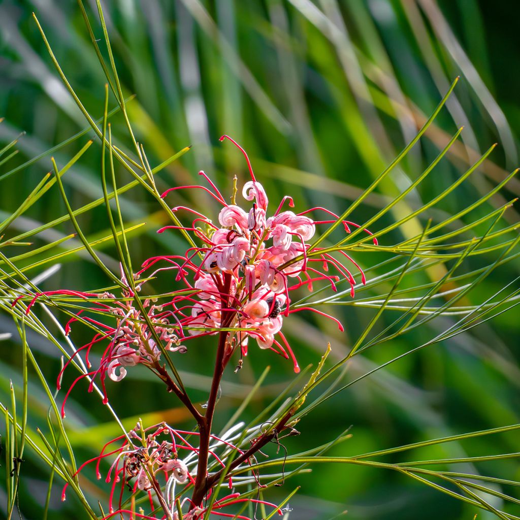 Grevillea johnsonii - Australische zilvereik