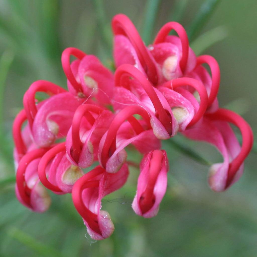 Grevillea juniperina - Australische zilvereik