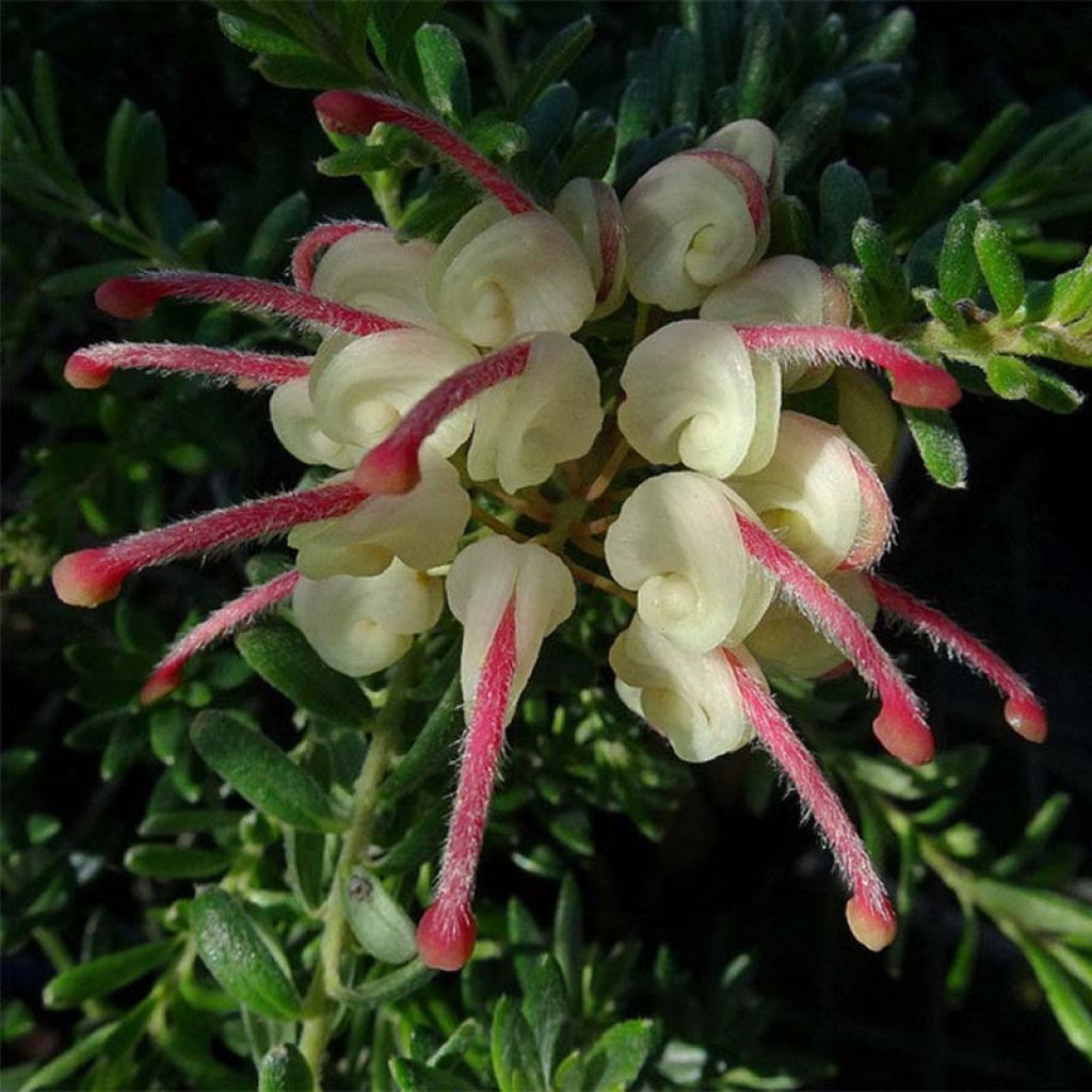 Grevillea lanigera Mount Tamboritha - Australische zilvereik
