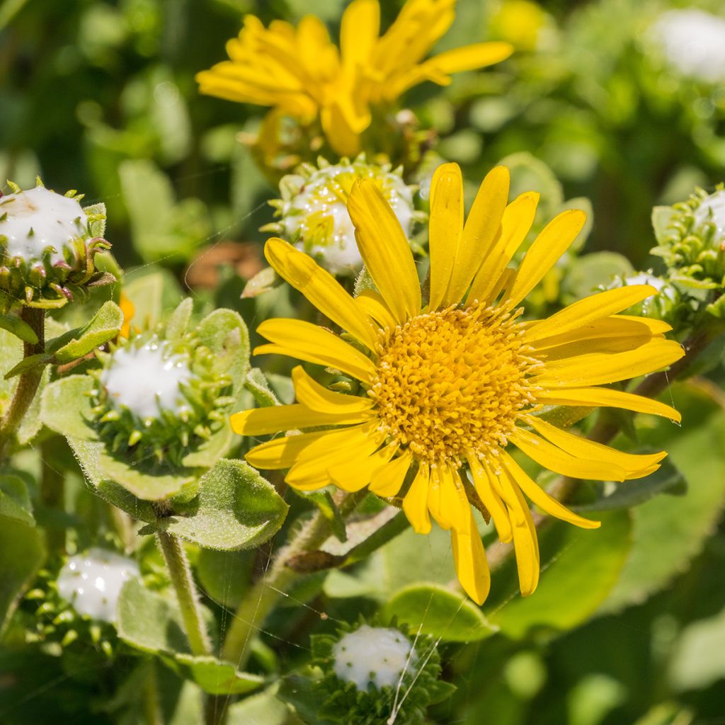 Grindelia camporum - Gomplant