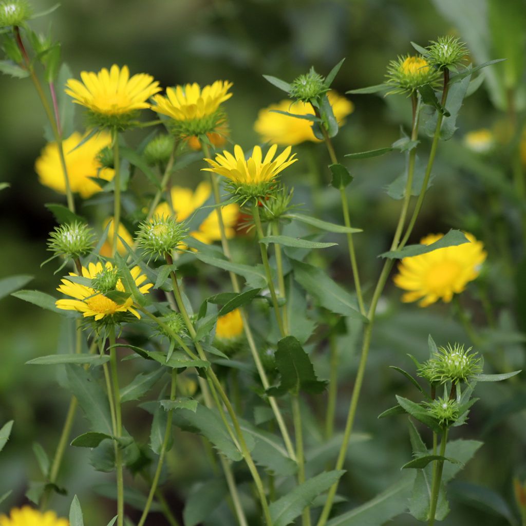 Grindelia camporum - Gomplant