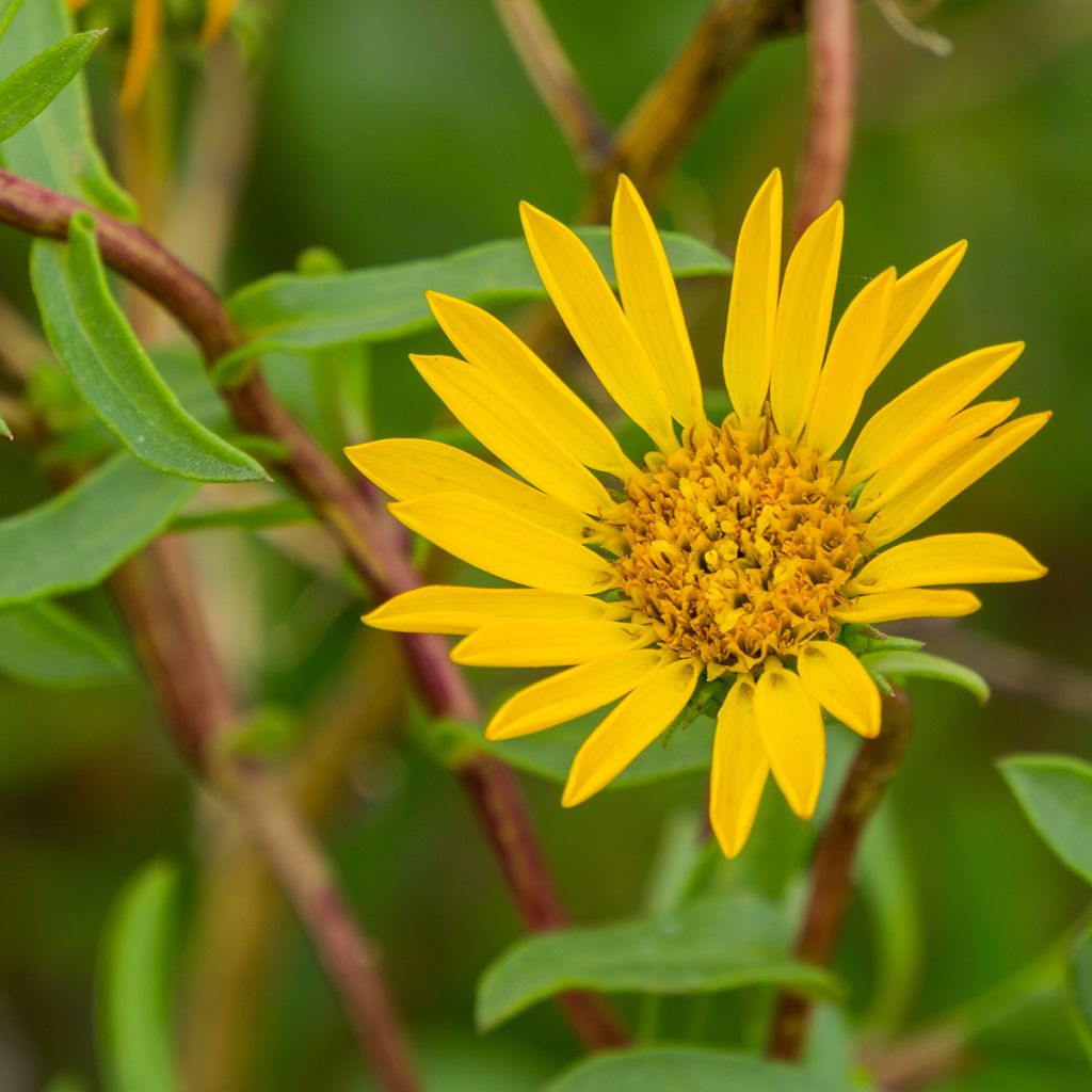Grindelia camporum - Gomplant