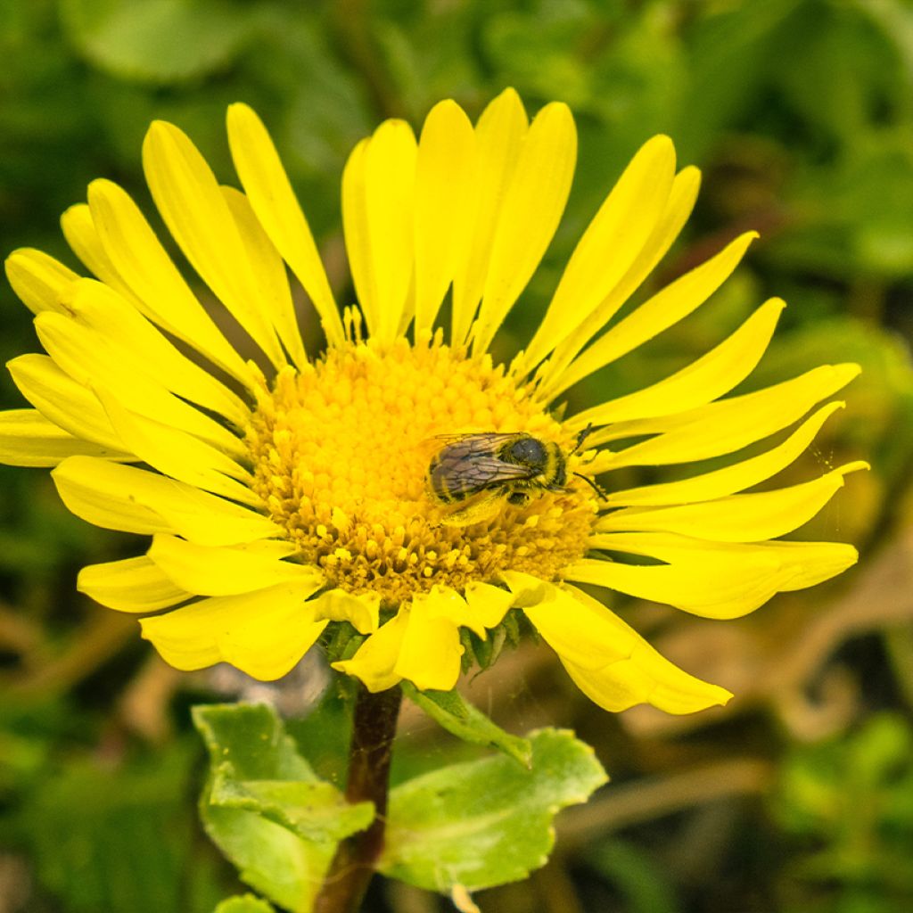 Grindelia camporum - Gomplant