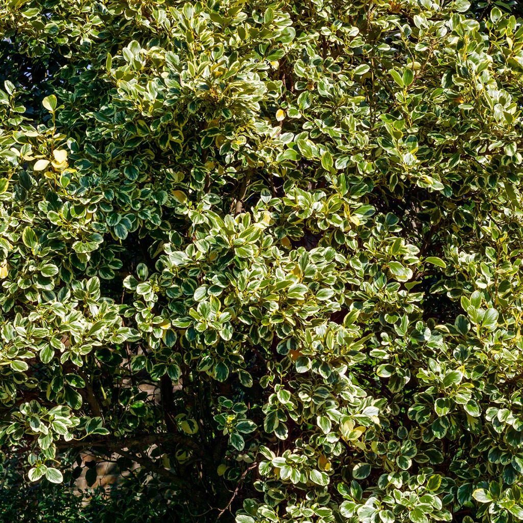 Griselinia littoralis Green Jewel - Kapuka
