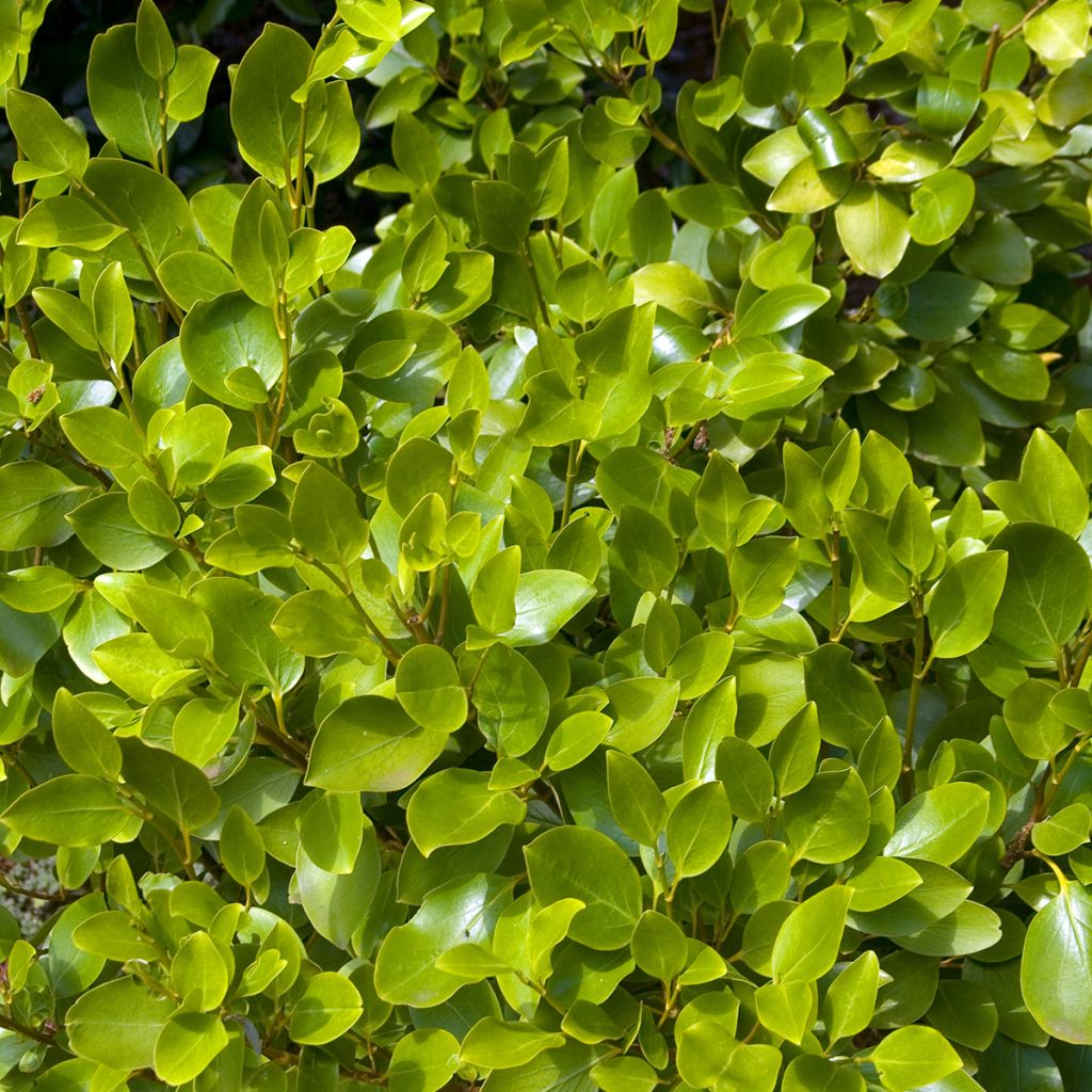 Griselinia littoralis - Kapuka