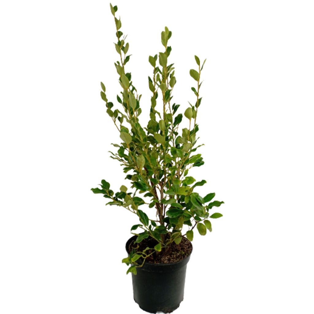 Griselinia lucida - Kapuka