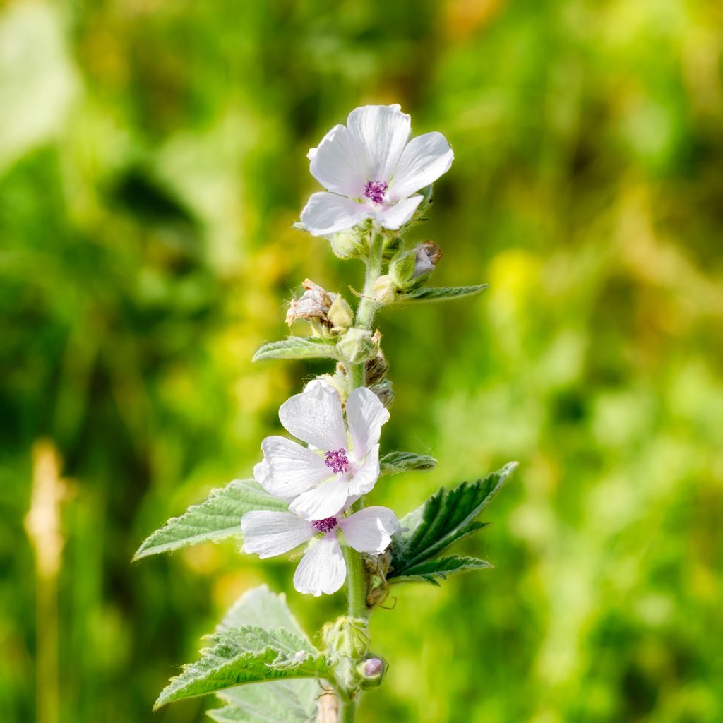 Althaea officinalis - Heemst