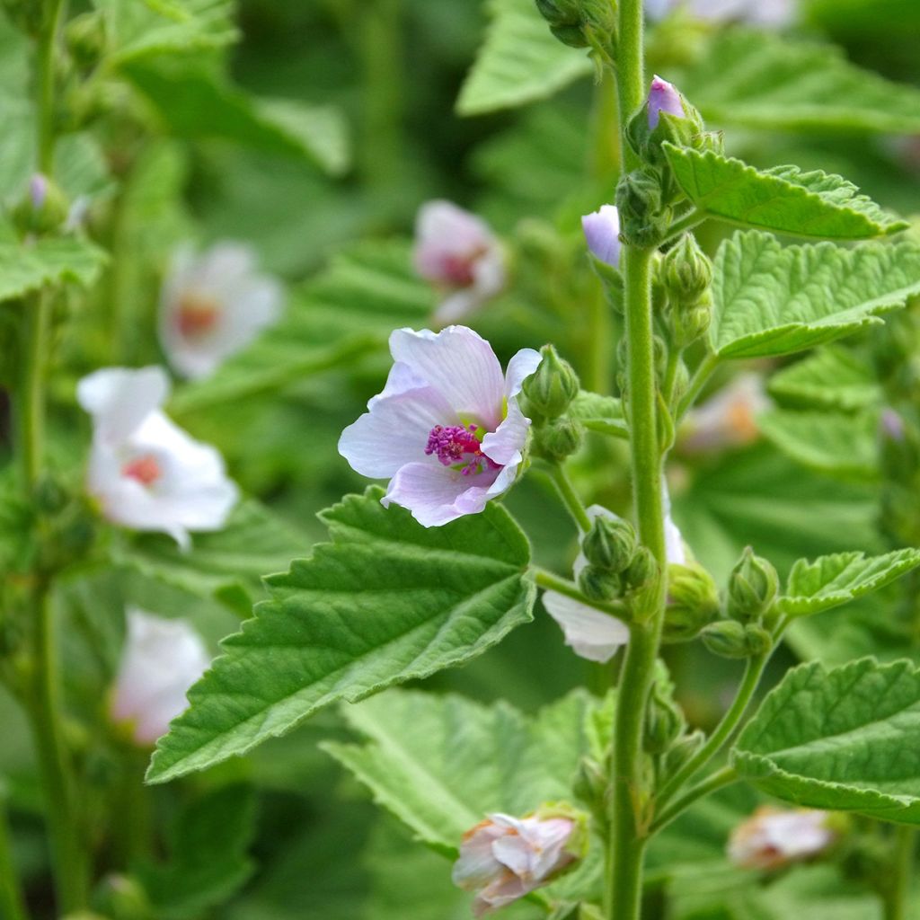 Althaea officinalis - Heemst