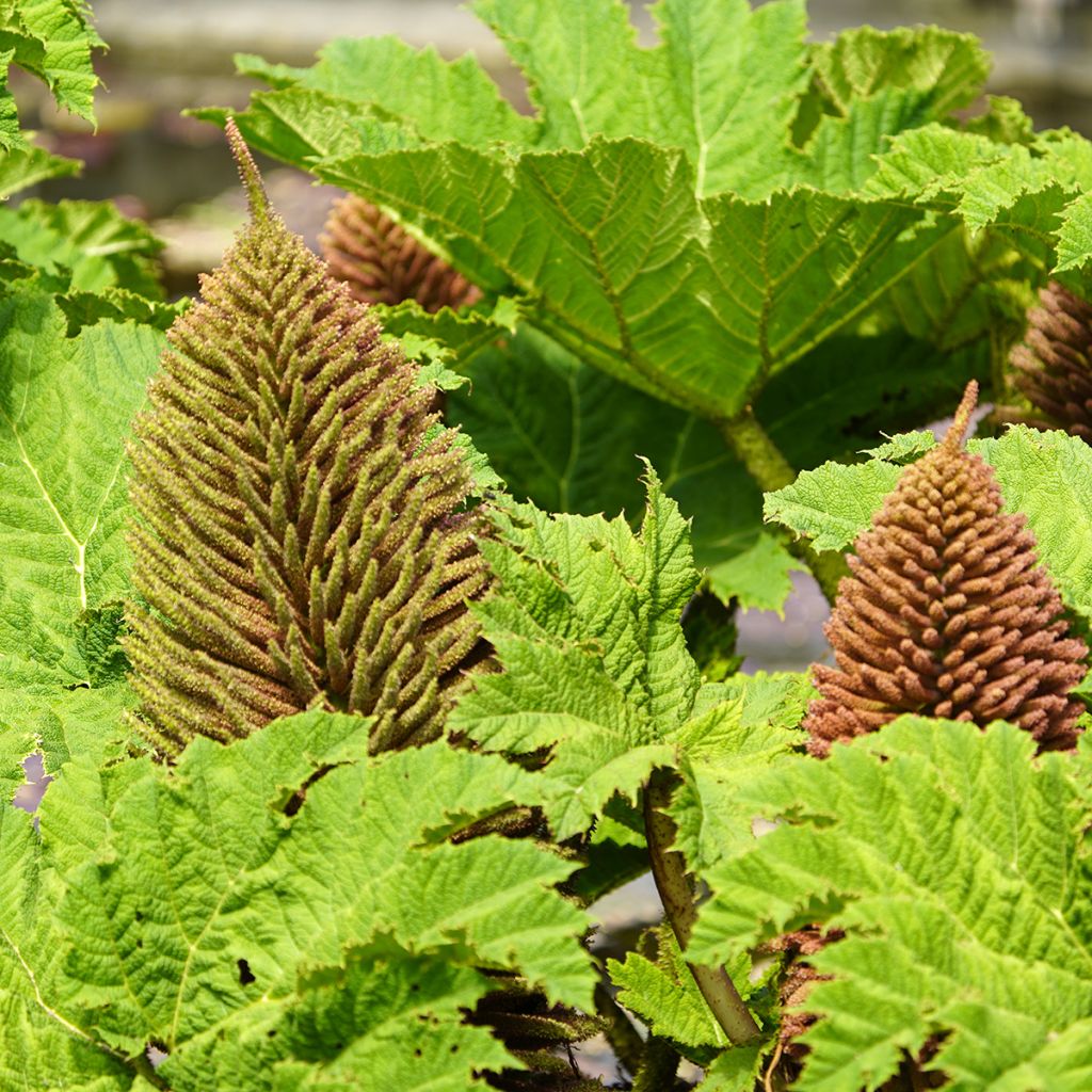 Gunnera manicata - Mammoetblad