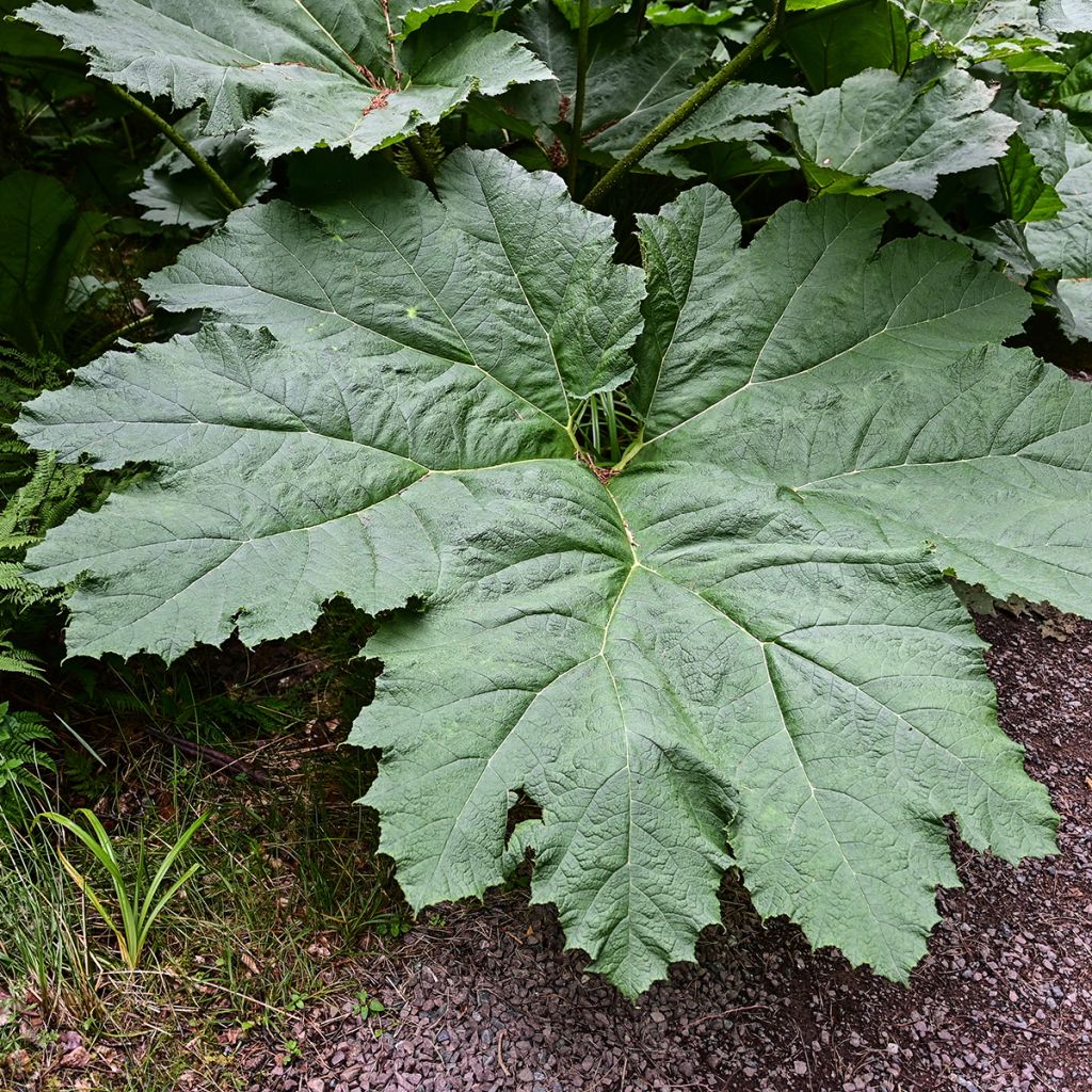 Gunnera manicata - Mammoetblad