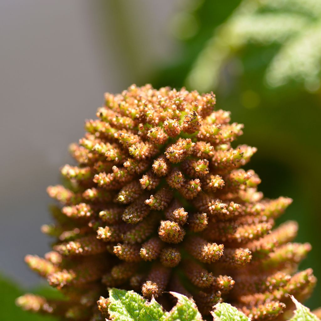 Gunnera manicata - Mammoetblad